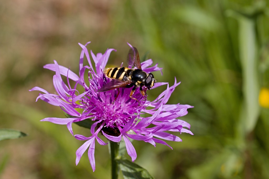 ardennen belgie natuur natuurgebied bos bossen eifel gebergte wandelen fietsen kanoen kasteel hdr hdr